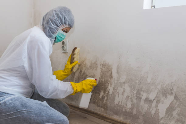 Best Industrial Mold Remediation in Hermann, MO